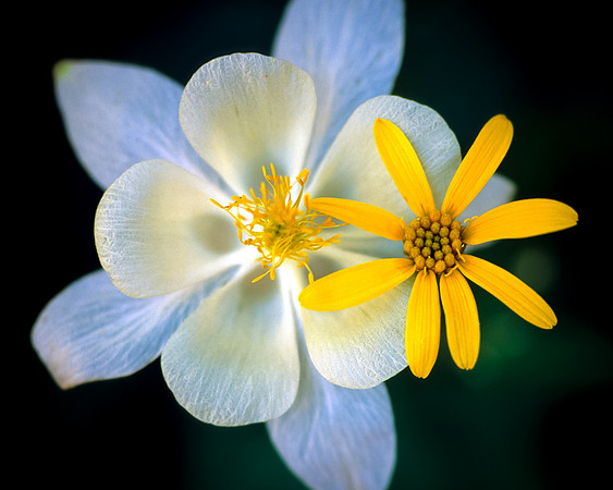 Flowers 009
