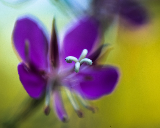 Flowers 002
