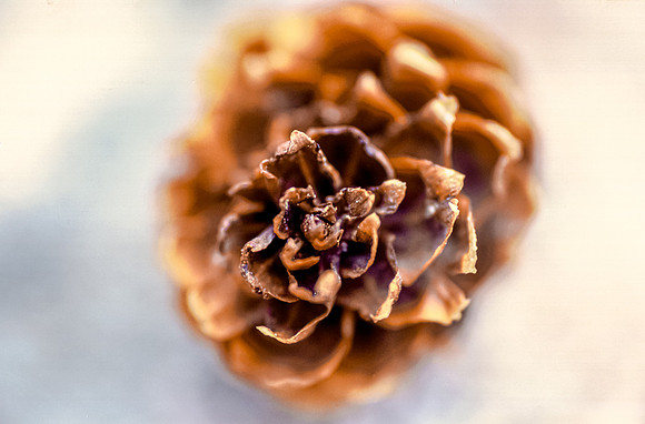 Pinecone